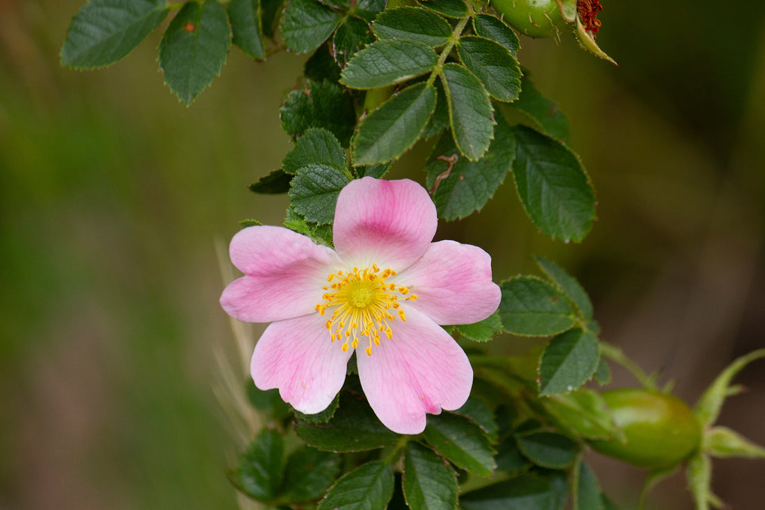 Óleo vegetal Rosa mosqueta