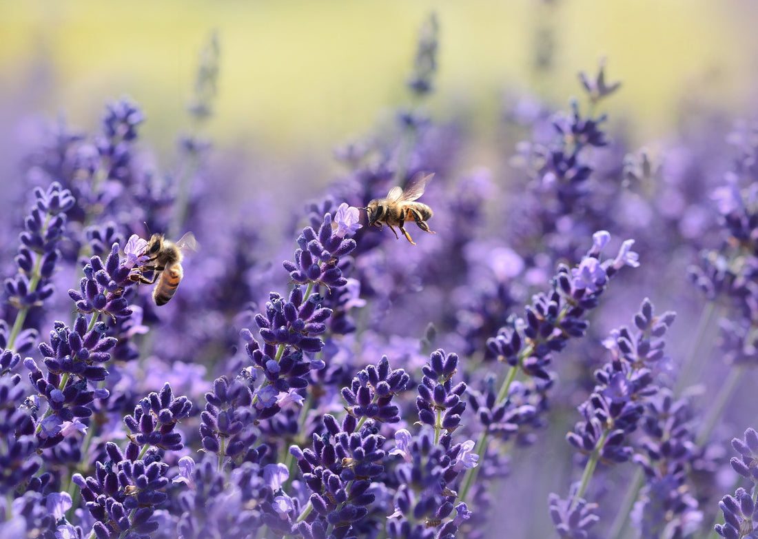 Óleo Essencial Lavanda 10ml