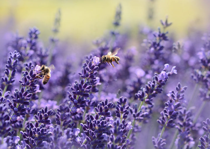 Óleo Essencial Lavanda 10ml